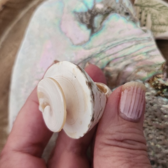Sea Shell Ring - Picture 3 of 7